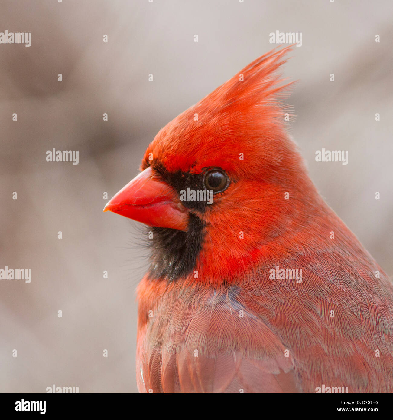 Ritratto Dettagliato del nord del Cardinale maschio nella primavera del piumaggio. Foto Stock
