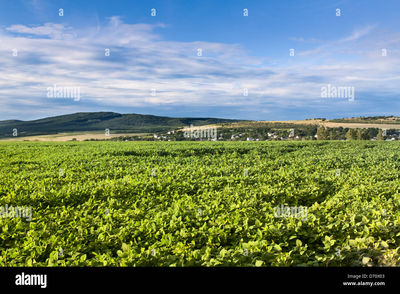 Verde di soia coltivati campo in tarda estate Foto Stock