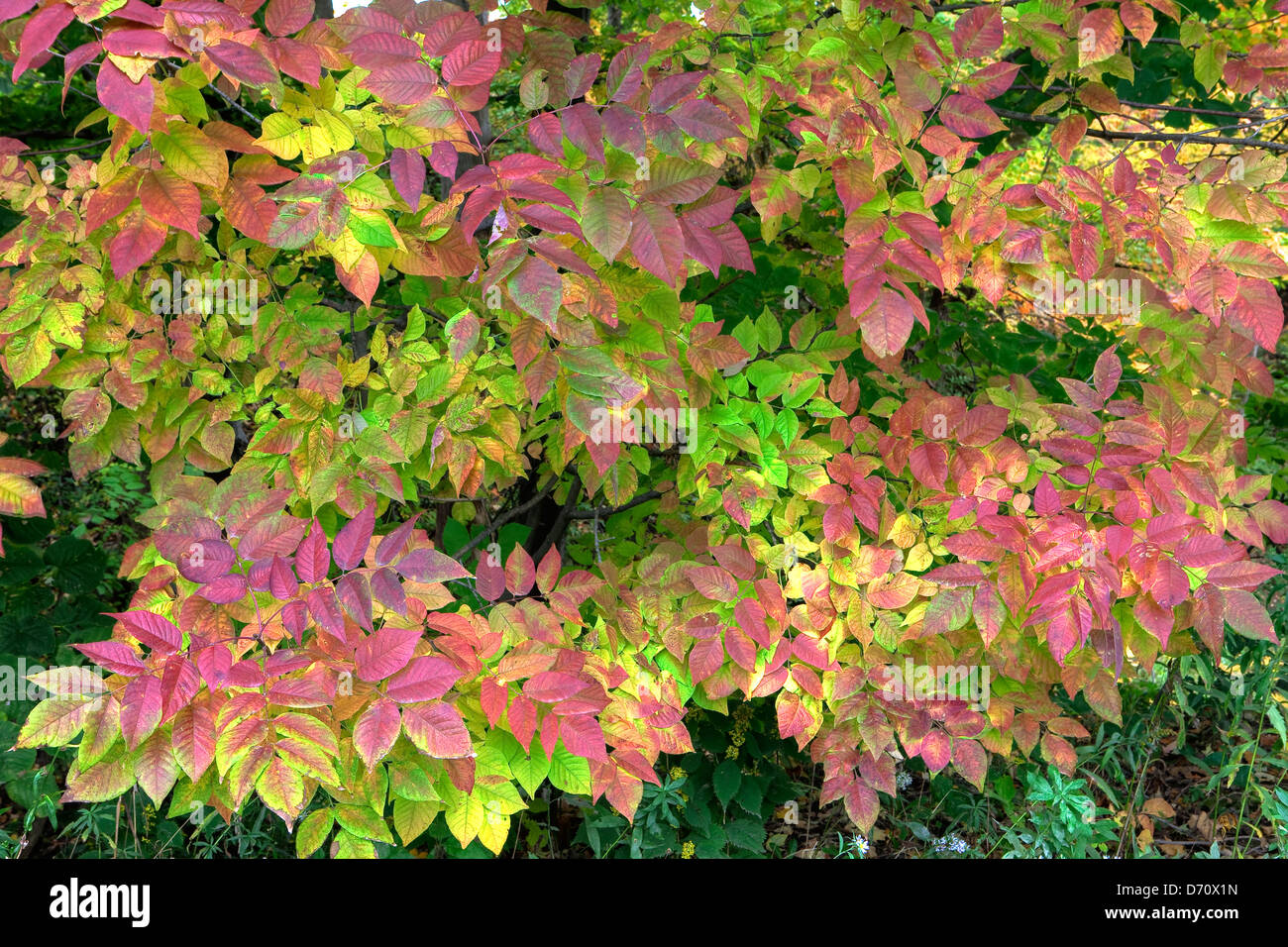 In autunno, Algonquin Park, Ontario, Canada Foto Stock