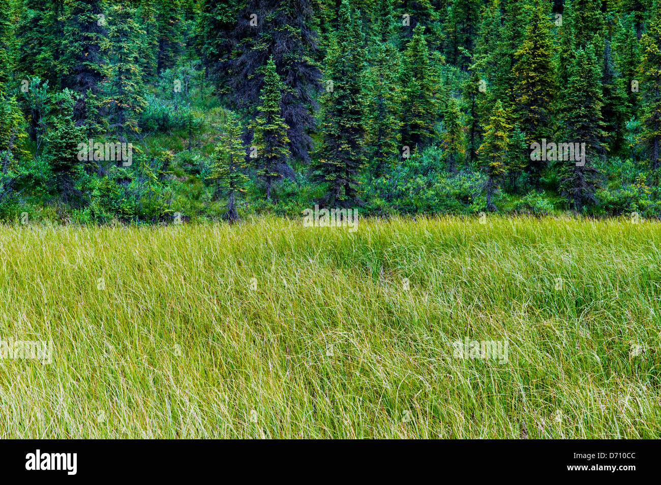 Marsh erba cresce lungo una tundra stagno vicino il fiume Teklanika, Parco Nazionale di Denali, Alaska, STATI UNITI D'AMERICA Foto Stock