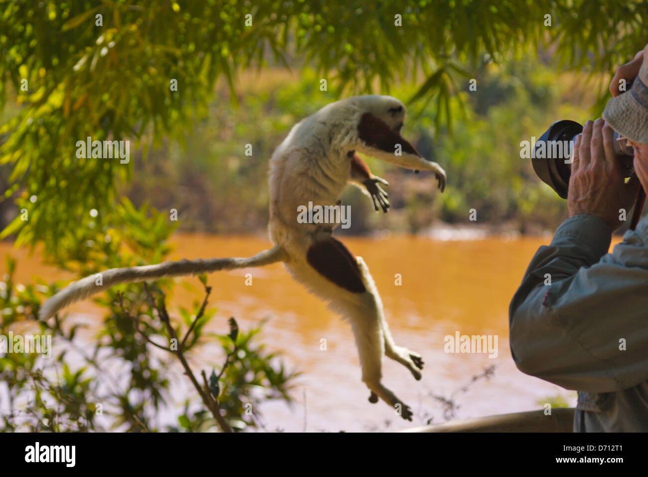 Turismo Coquerel fotografare il sifaka (Propithecus coquereli) nella foresta del Madagascar Foto Stock