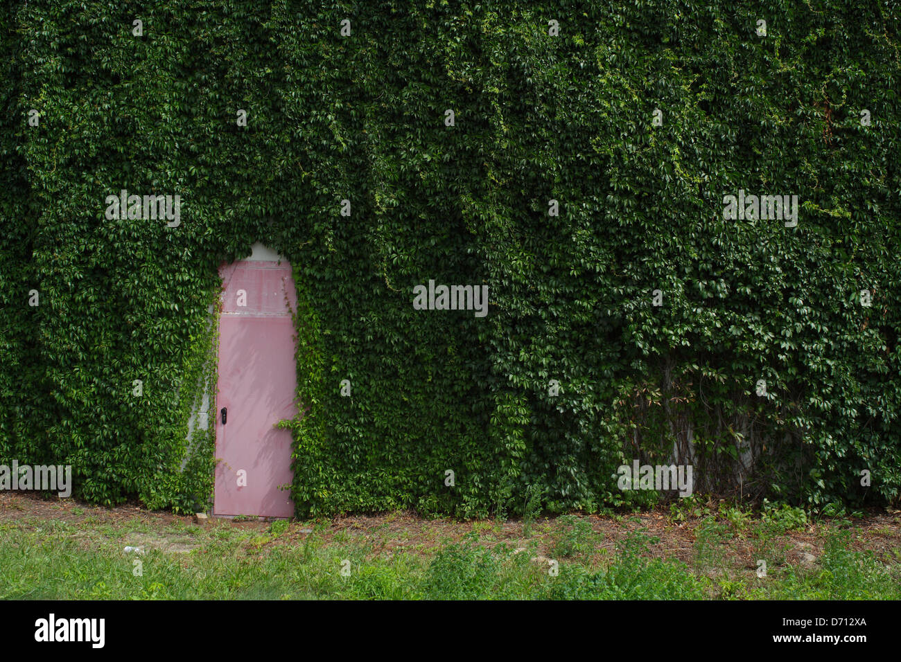 Berlino, Germania, twining piante crescono su una facciata con porta rosa Foto Stock