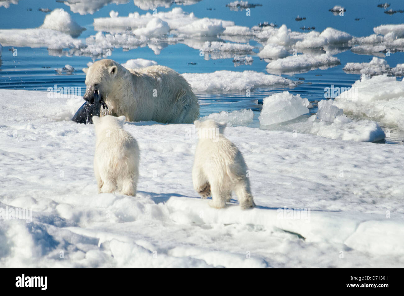 #4 in una serie di dieci immagini di una madre orso polare, Ursus maritimus, stalking una guarnizione per sfamare la sua Cubs, Svalbard, Norvegia. Ricerca 'PBHunt' per vedere tutti i. Foto Stock