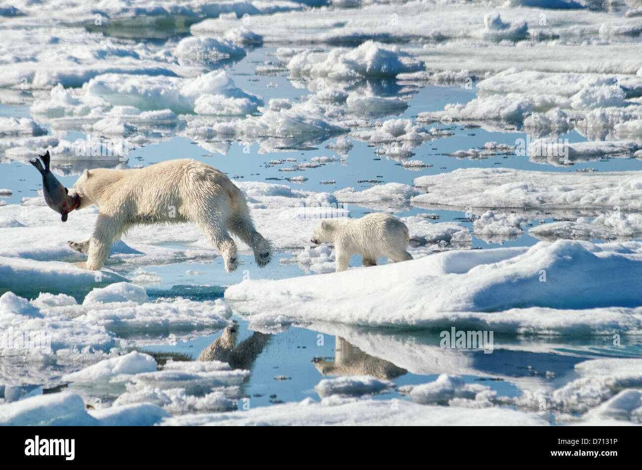 #6 in una serie di immagini di una madre orso polare, Ursus maritimus, stalking una guarnizione per sfamare la sua twin Cubs, Svalbard, Norvegia. Ricerca 'PBHunt' per tutti. Foto Stock
