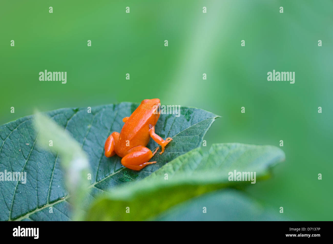 Golden mantella (rana Mantella auriantiaca), Madagascar Foto Stock