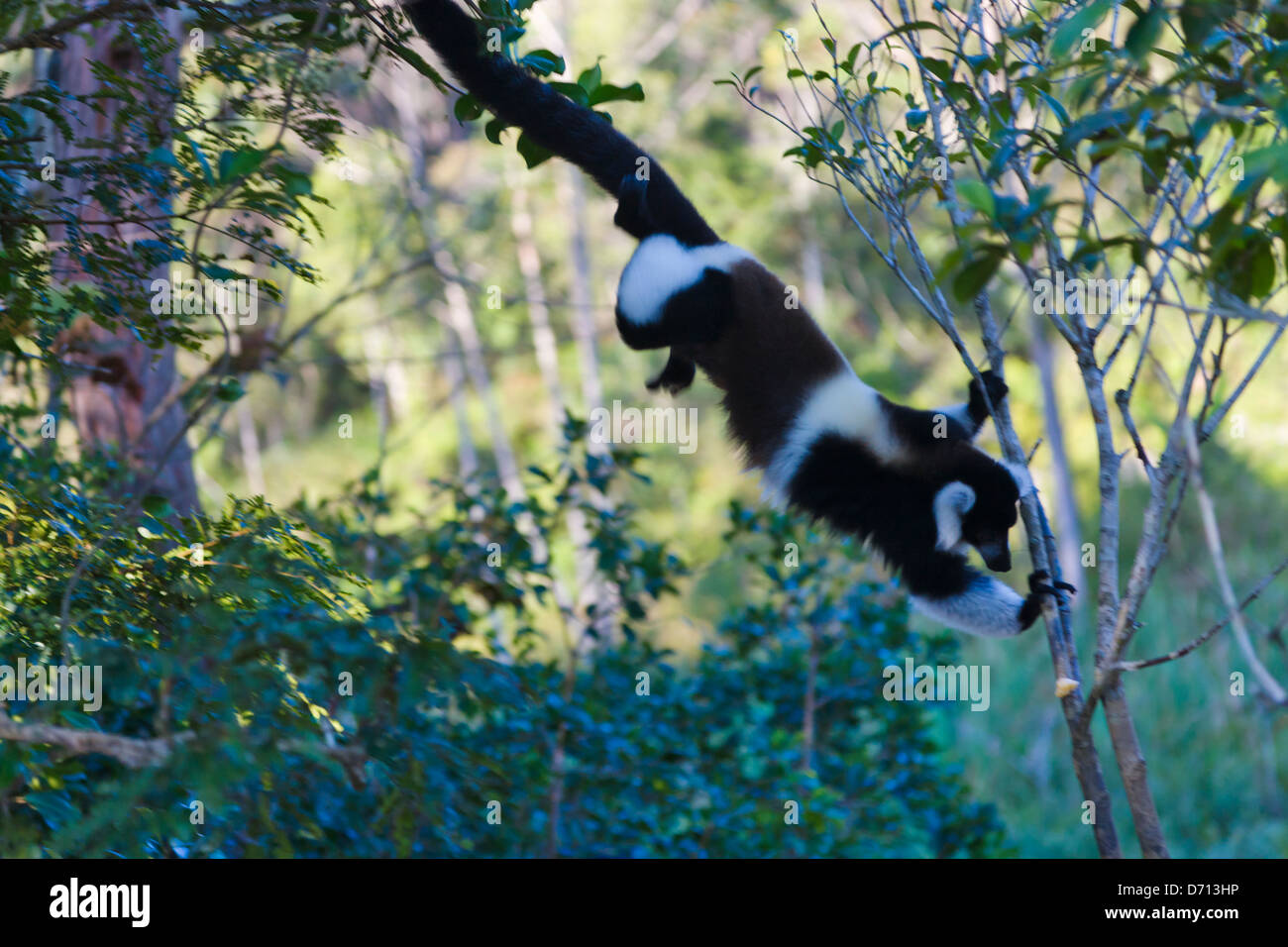 Bianco e nero lemure ruffed (Varecia variegata), Madagascar Foto Stock