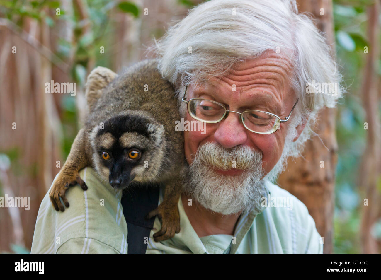 Bianco-fronteggiata lemure marrone (Varecia variegata) con tourist, Madagascar Foto Stock