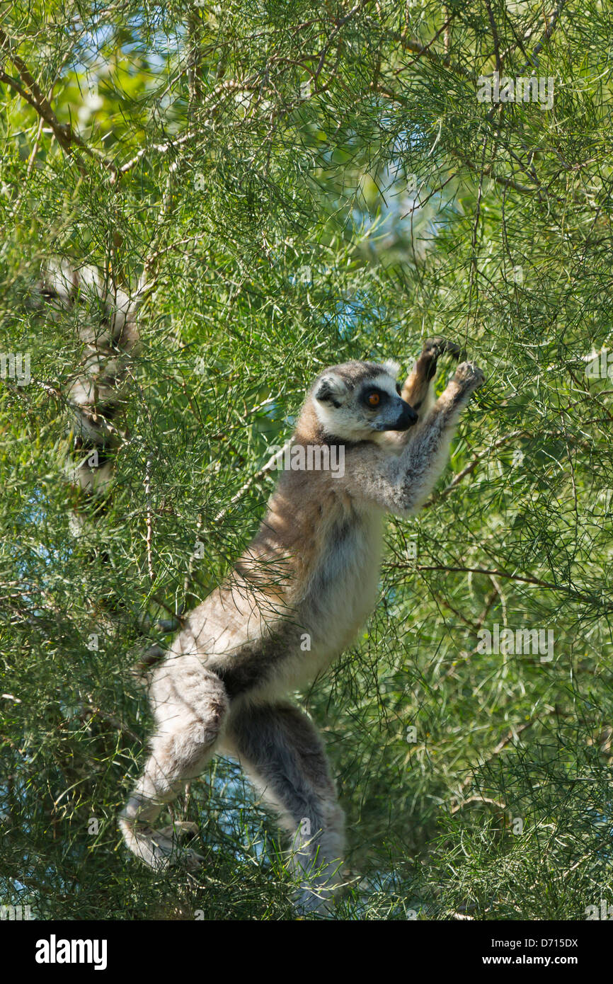 L'anello tailed lemuri (Lemur catta), Berenty Parco nazionale del Madagascar Foto Stock
