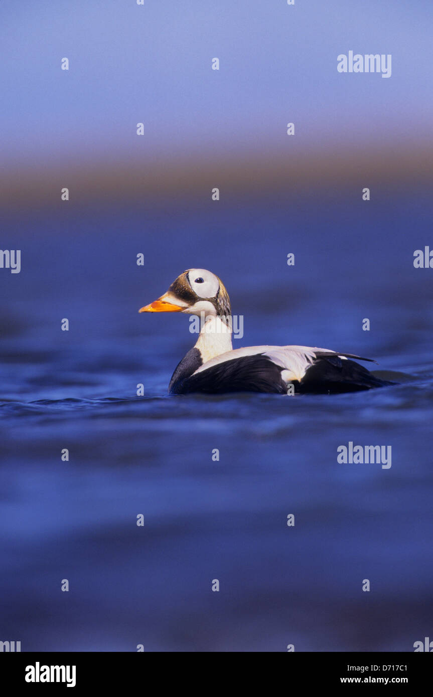 Stati Uniti d'America, Alaska Yukon Delta, Hock Slough zona di campeggio, Spectacled Eider anatre, maschio (Drake) Nuoto Foto Stock