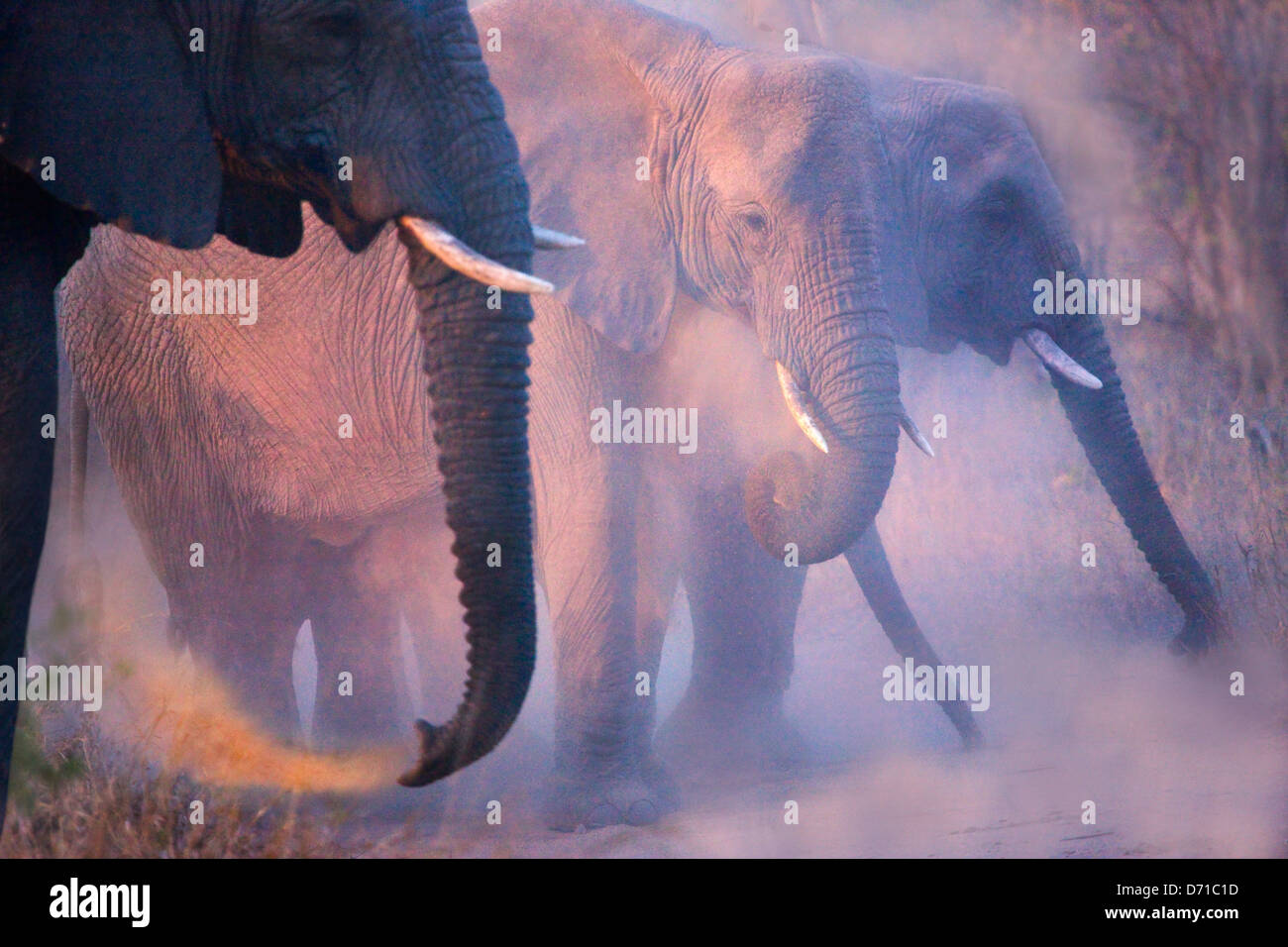 Una mandria di elefanti, Sud Africa Foto Stock