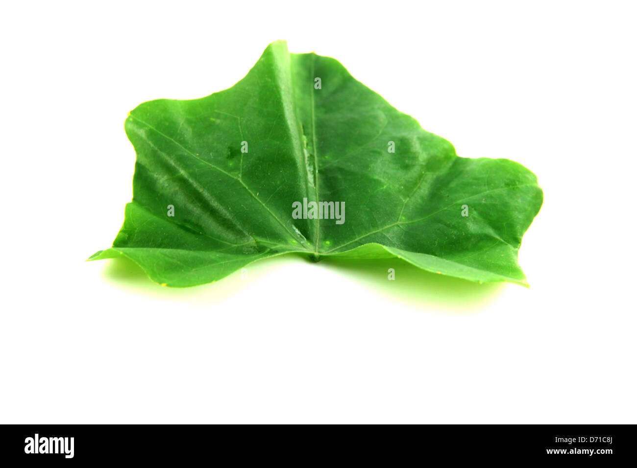 La Zucca verdure in uno sfondo bianco. Foto Stock