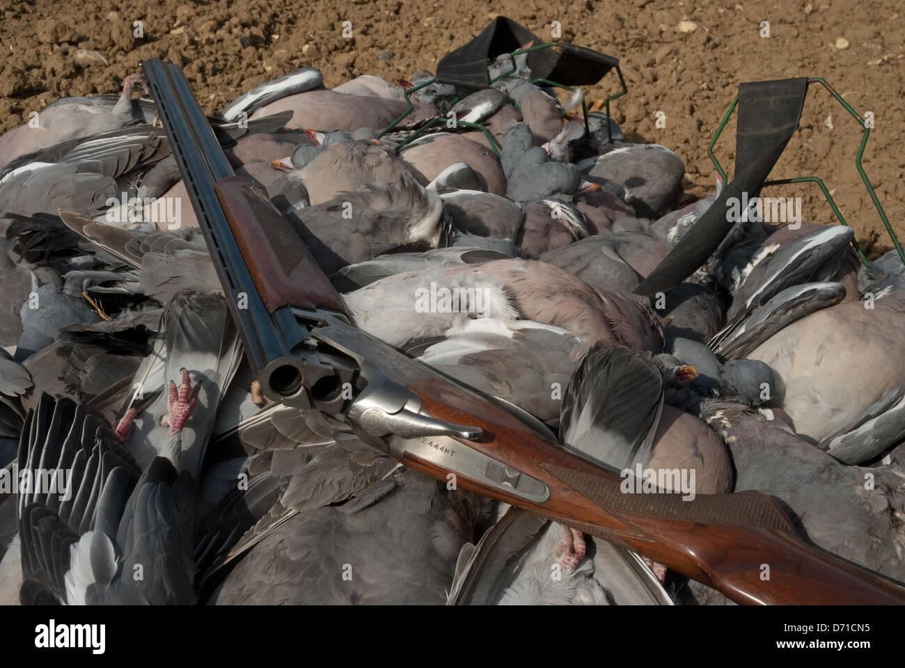 Borsa del Legno-piccioni (Columba palumbus) con foro 28 fucile da caccia Foto Stock