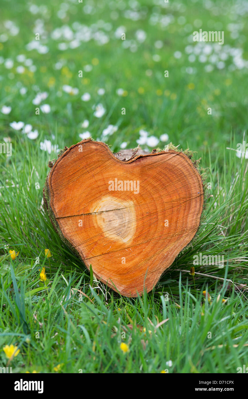 Tagliare tronco di albero forma di cuore. Anelli albero Foto Stock