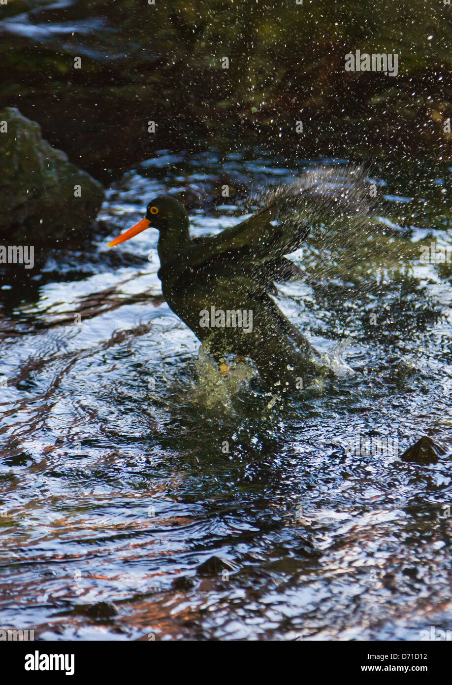 Nero Africa Oystercatcher, Cape Town, Sud Africa Foto Stock