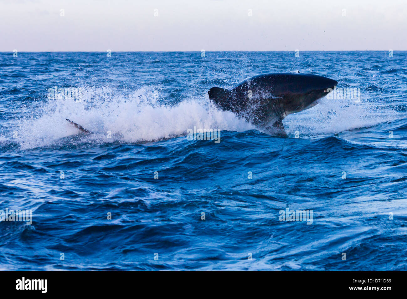 Il grande squalo bianco, False Bay, Sud Africa Foto Stock