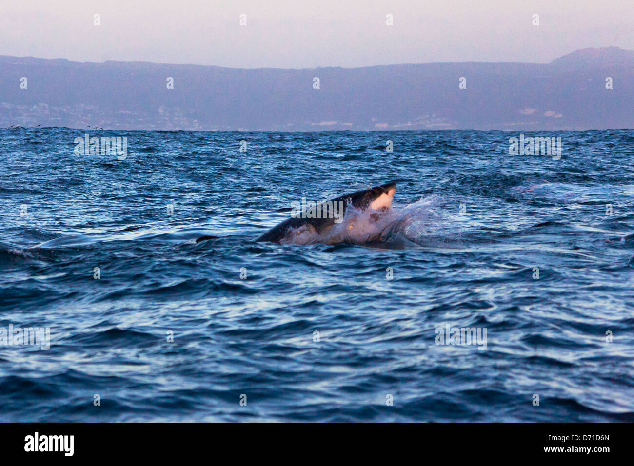 Il grande squalo bianco violare False Bay, Sud Afirca Foto Stock