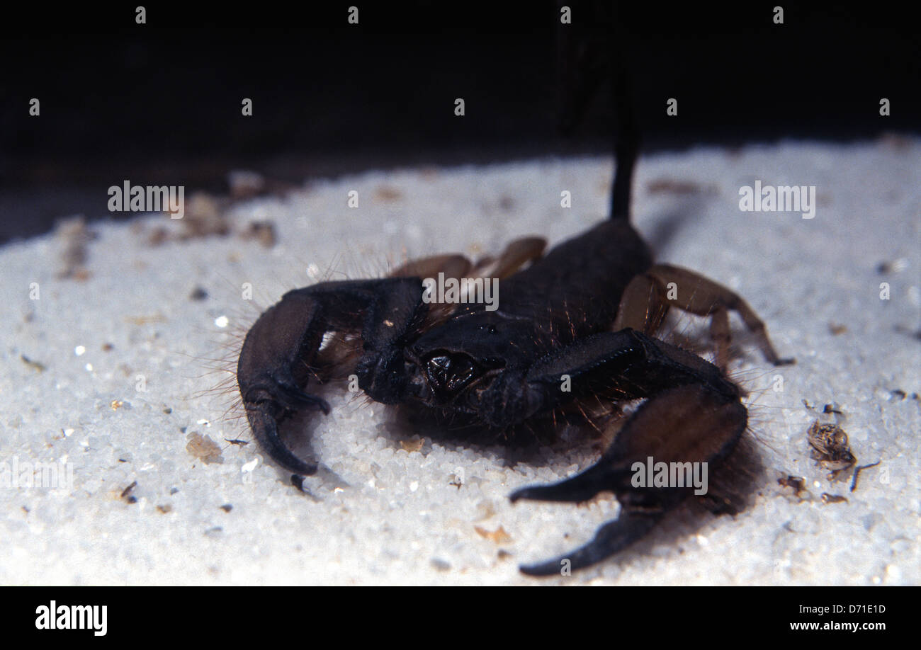 Flat Rock Scorpion Hadogenes troglodytes, Suthern Africa Foto Stock