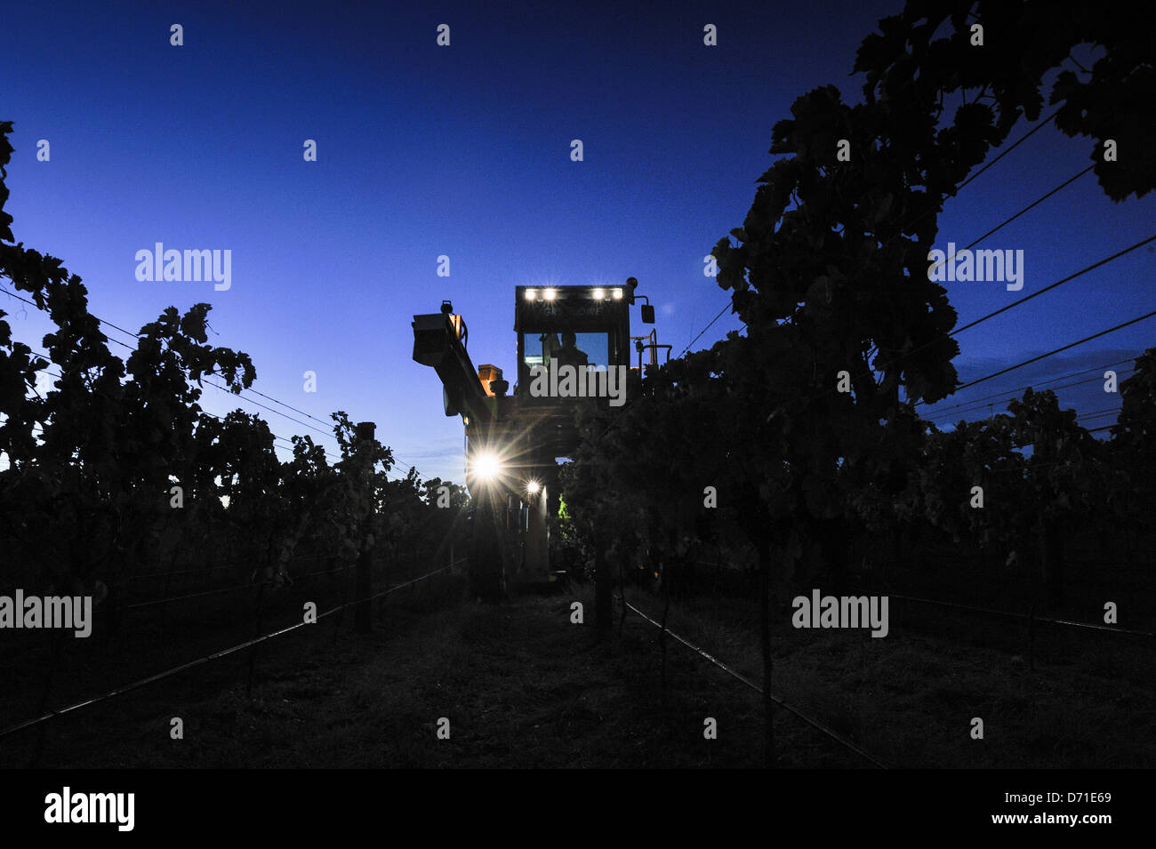 L'uva Merlot attorno alla macchina di essere prelevati all'alba per l'eccellente annata 2013. Gimblett ghiaie, Hawkes Bay NZ Foto Stock