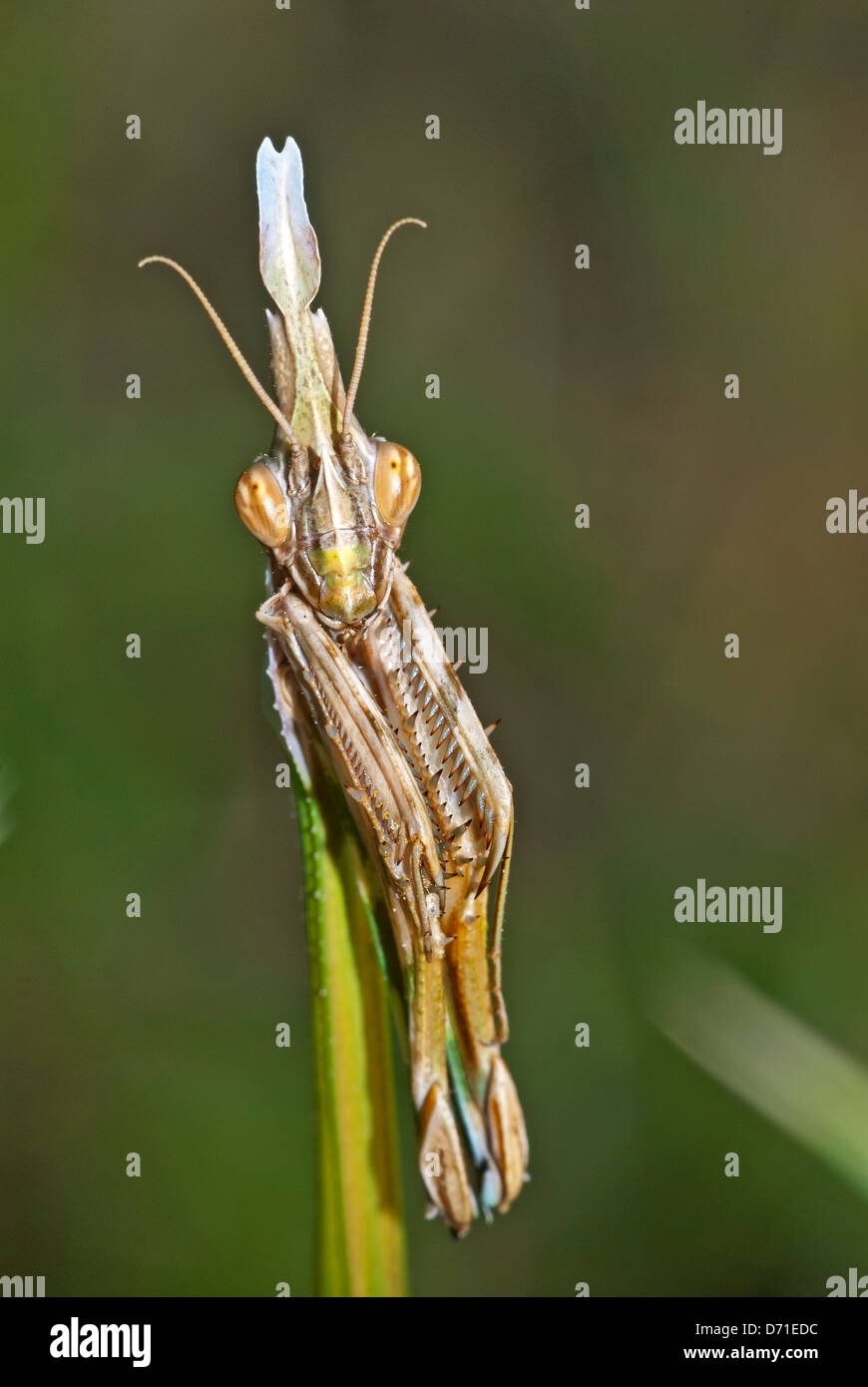Mantis posa Foto Stock