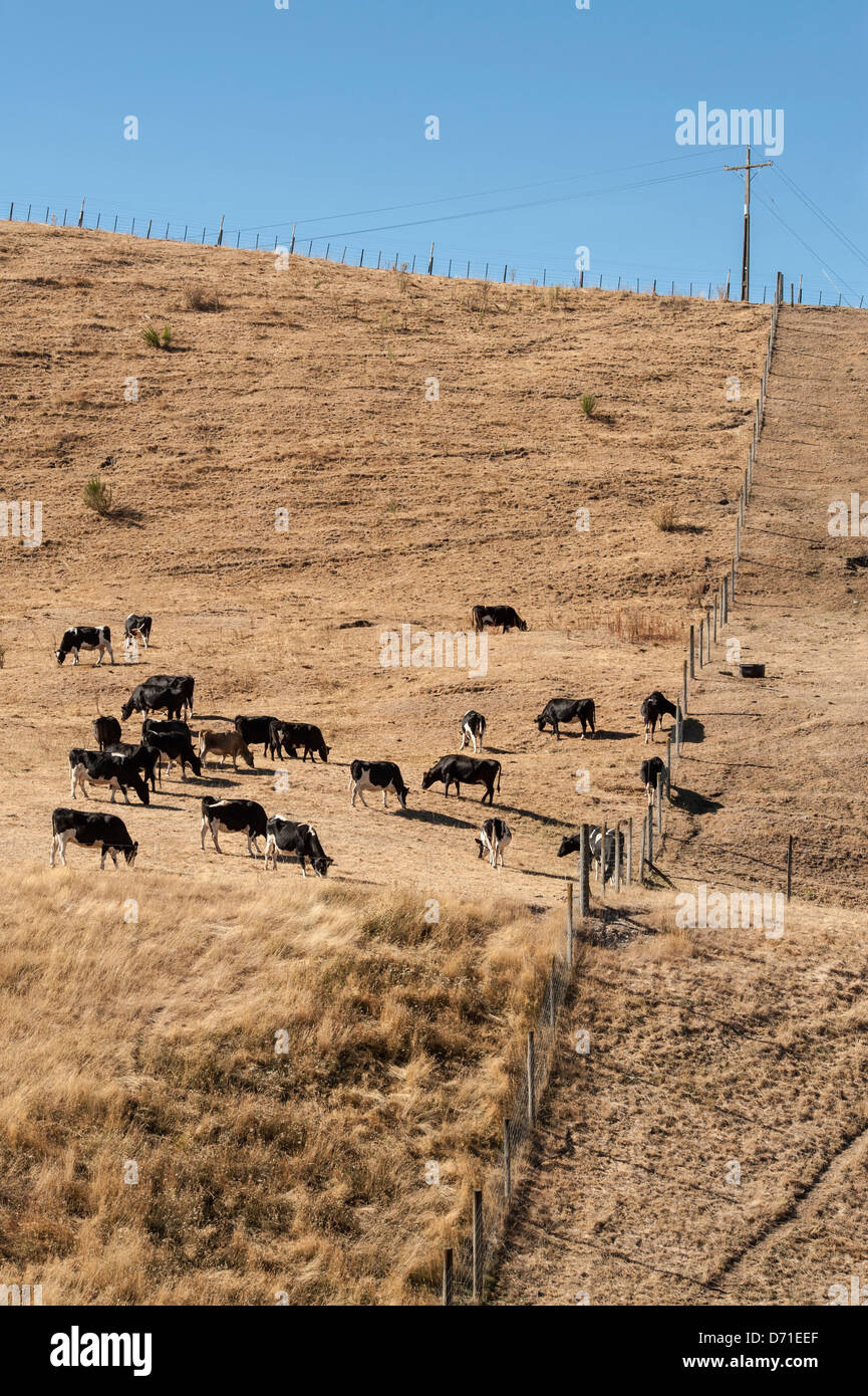 Bovini su terreni agricoli arida a nord di Taupo durante quello che è stato dichiarato una siccità in alcune parti del nord dell isola, Nuova Zelanda Foto Stock