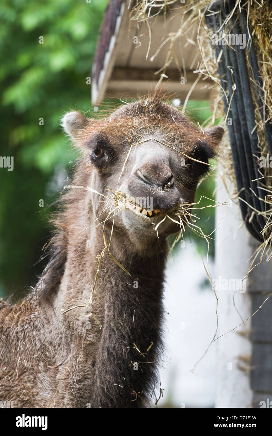 Funny Face cammello in zoo di mangiare il fieno Foto Stock