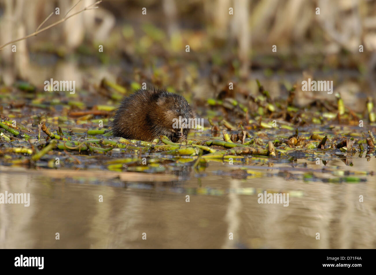 Topo muschiato (Ondatra zibethicus) mangiando piante acquatiche a inizio primavera Foto Stock