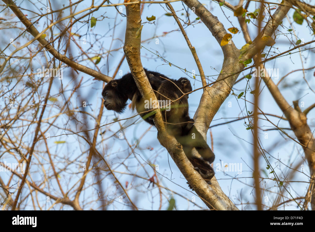 Mantled scimmia urlatrice (Alouatta palliata) Foto Stock
