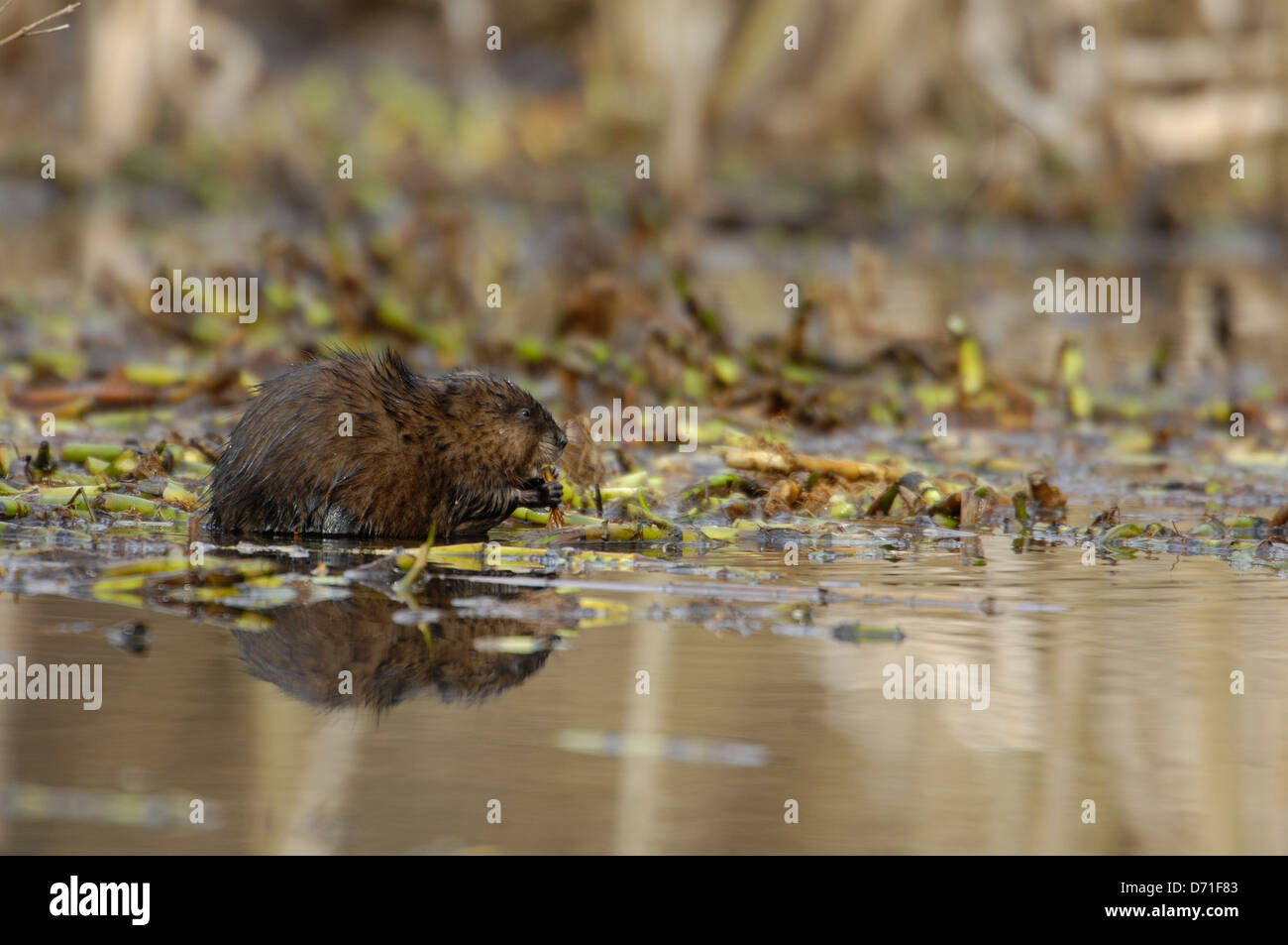 Topo muschiato (Ondatra zibethicus) mangiando piante acquatiche a inizio primavera Foto Stock