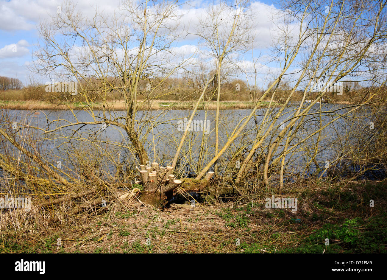 Manutenzione della struttura dalla Wherryman il modo in Norfolk Broads a Surlingham, Norfolk, Inghilterra, Regno Unito. Foto Stock