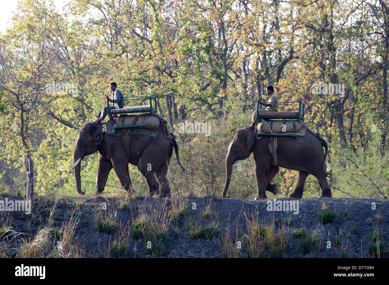 Elefanti asiatici,Elephas maximus,lavorando,mahouts,Madhya Pradesh, India Foto Stock