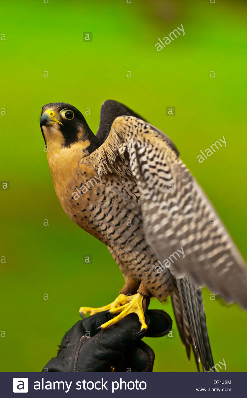 Falco Pellegrino Falco Peregrinus Deer Mountain