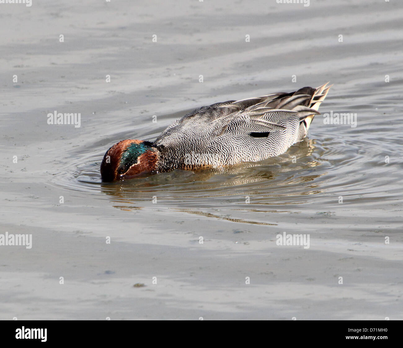 Maschio maturo Eurasian o comune (Teal Anas crecca) nuoto e foraggio in acque costiere Foto Stock