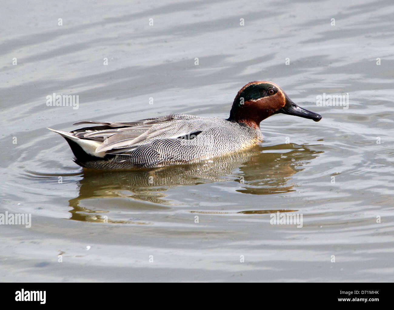 Maschio maturo Eurasian o comune (Teal Anas crecca) nuoto e foraggio in acque costiere Foto Stock