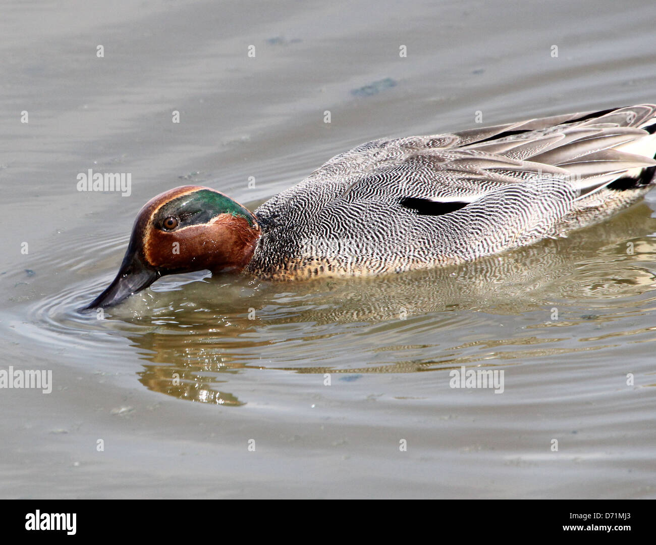 Maschio maturo Eurasian o comune (Teal Anas crecca) nuoto e foraggio in acque costiere Foto Stock