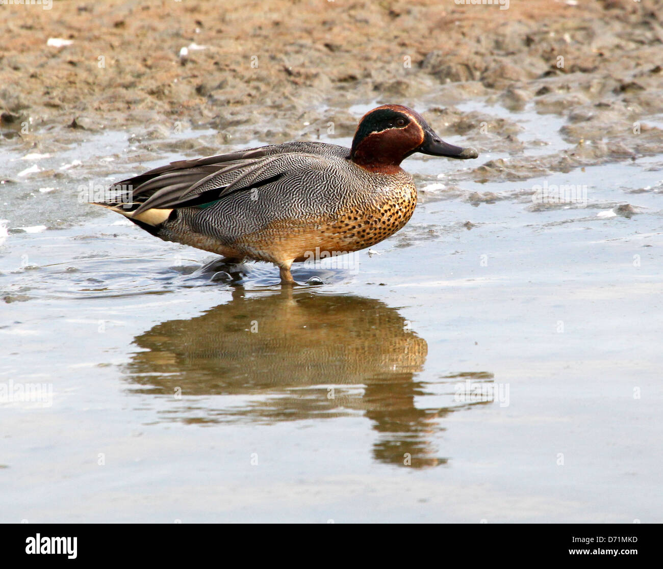 Maschio maturo Eurasian o comune (Teal Anas crecca) nuoto e foraggio in acque costiere Foto Stock