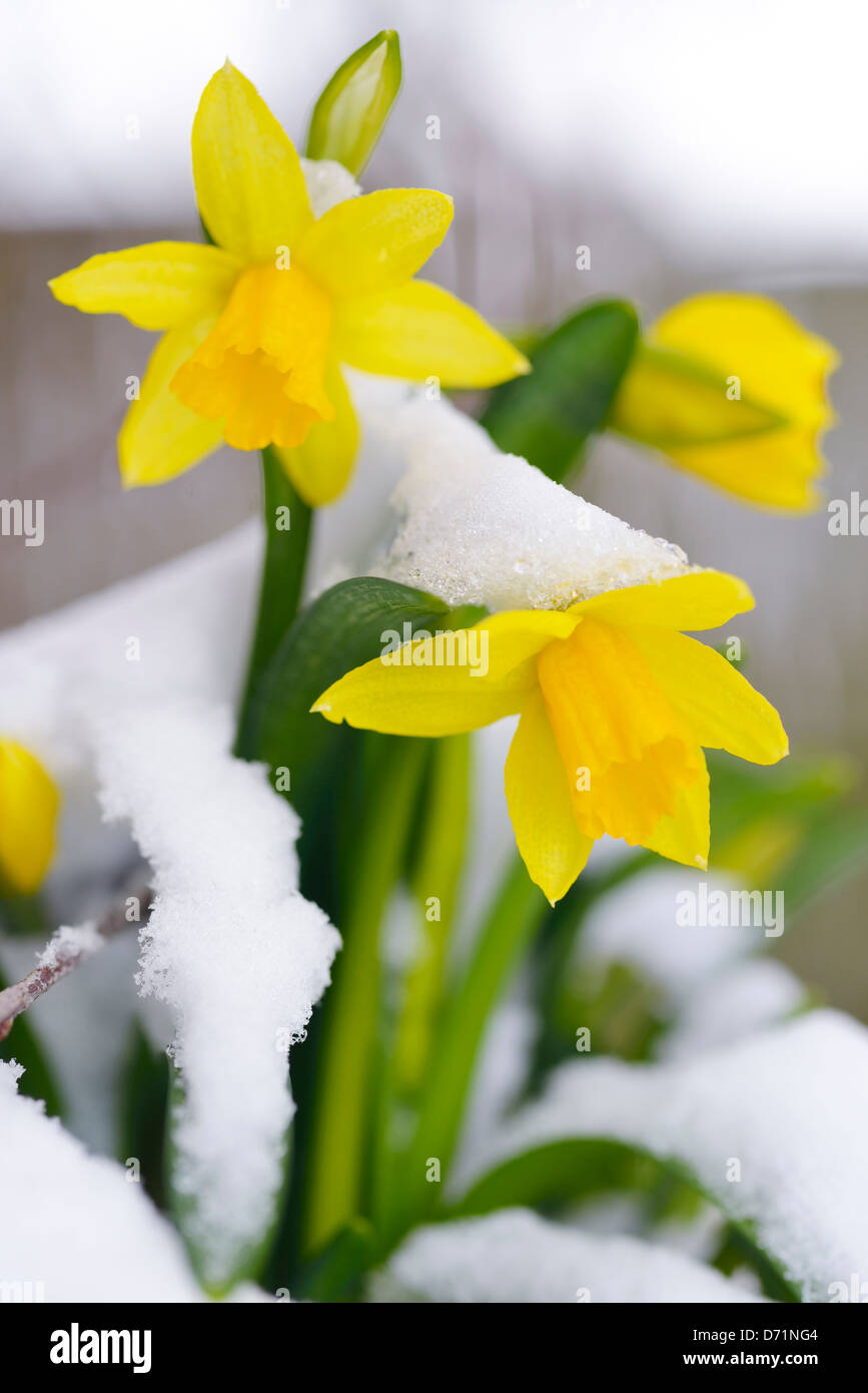 Coperte di neve ciclamino narcisi (Narcissus cyclamineus tete a tete), neve di primavera Foto Stock