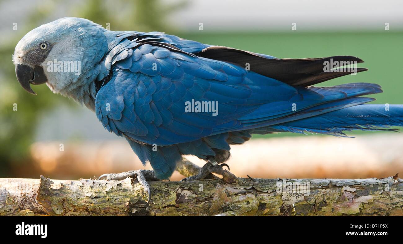 Un Spix's Macaw è raffigurato in una voliera di conservazione della specie ACTP organizzazione (Associazione per la conservazione dei Pappagalli minacciati) in Schoeneiche, Germania, 26 aprile 2013. Il Spix's Macaw è la specie più rare di pappagalli in tutto il mondo. Due degli uccelli sono stati consegnati alla conservazione Brazilien organisatin ICMBio nel febbraio del 2013 con la speranza di poter tornare gli animali nel loro habitat naturale. Foto: PATRICK PLEUL Foto Stock