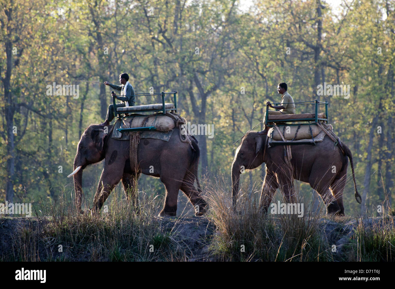 Elefanti asiatici,Elephas maximus,mahout,lavorando,kanha,riserva della tigre,Madhya Pradesh, India Foto Stock