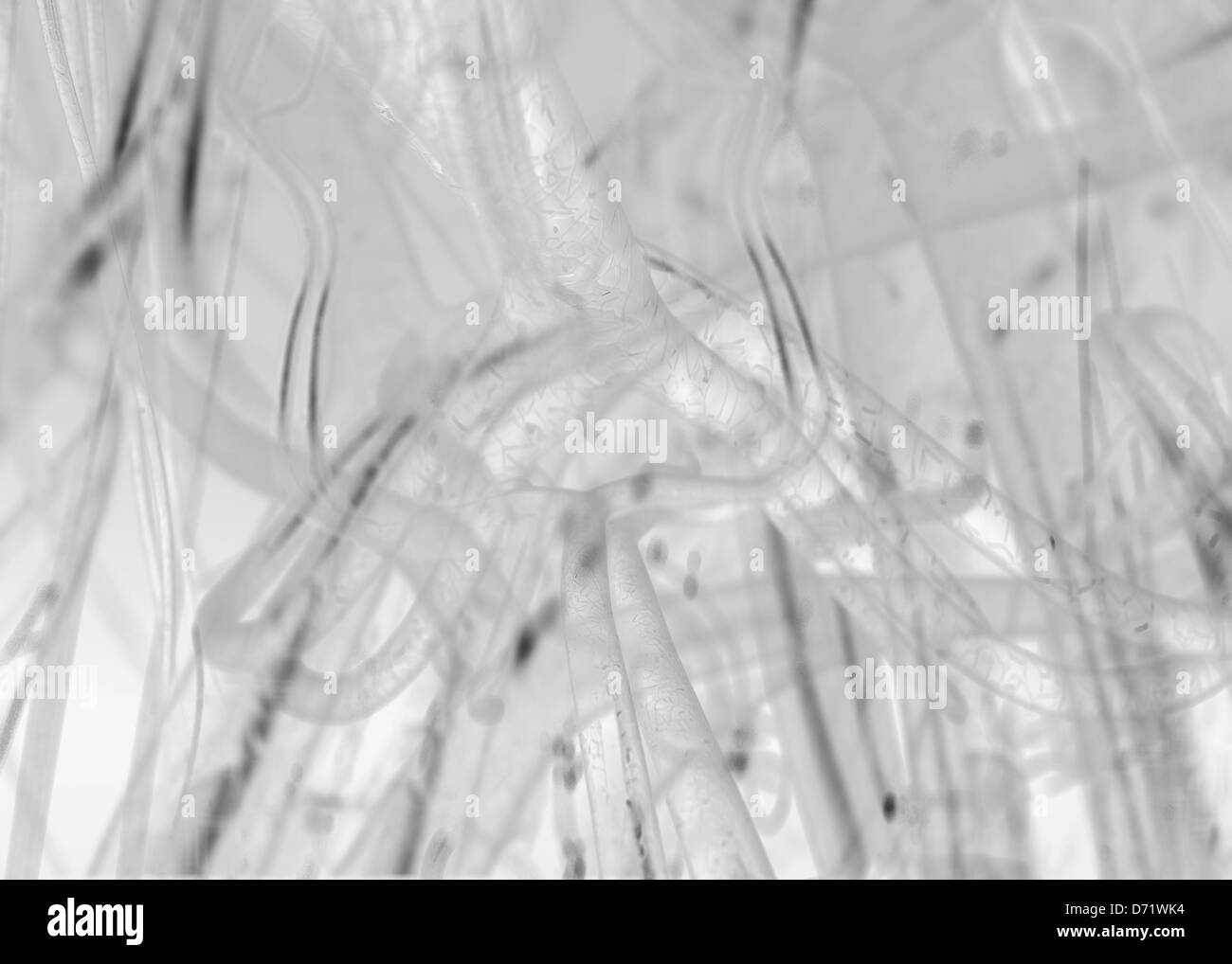 Il sangue nelle arterie X-RAY Foto Stock