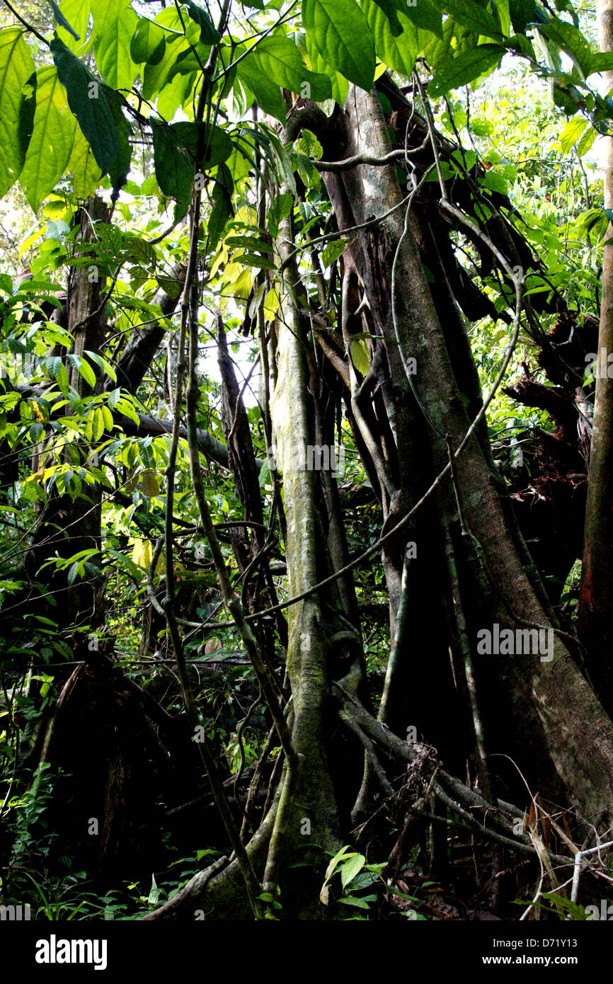 Giungla verde in Malesia Foto Stock