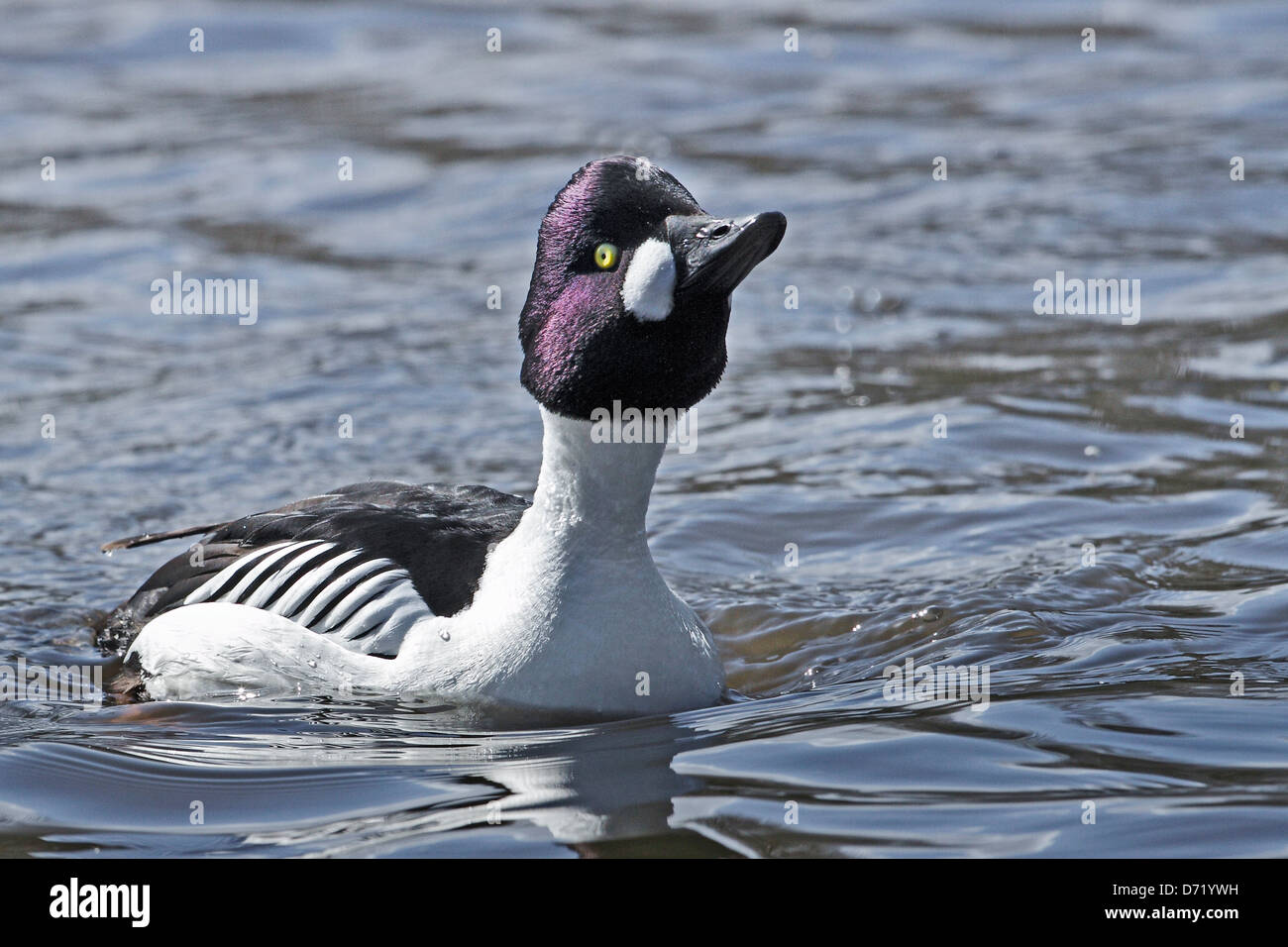 Un Goldeneye Drake (Bucephala clangula) eseguendo un display di accoppiamento. Foto Stock