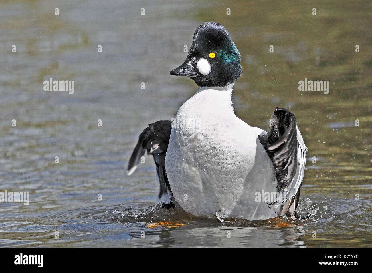 Un Goldeneye Drake (Bucephala clangula) essiccare le sue ali. Foto Stock