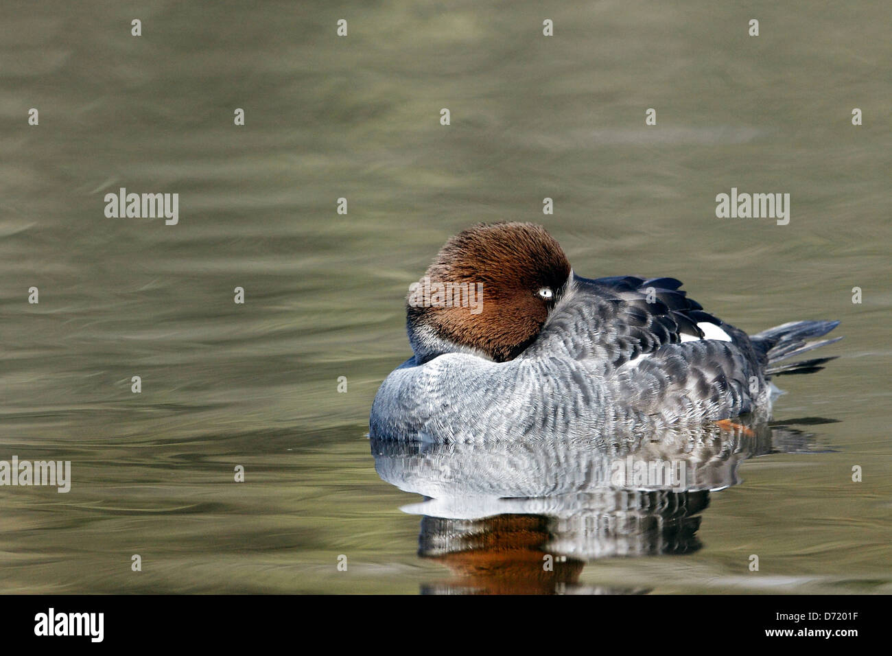 Una femmina di Goldeneye (Bucephala clangula) appoggiato con gli occhi aperti su un lago. Foto Stock