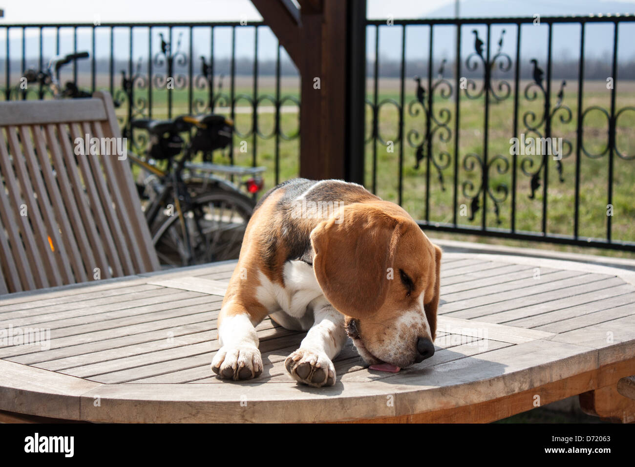 Cane Beagle su una tavola di legno in giardino Foto Stock