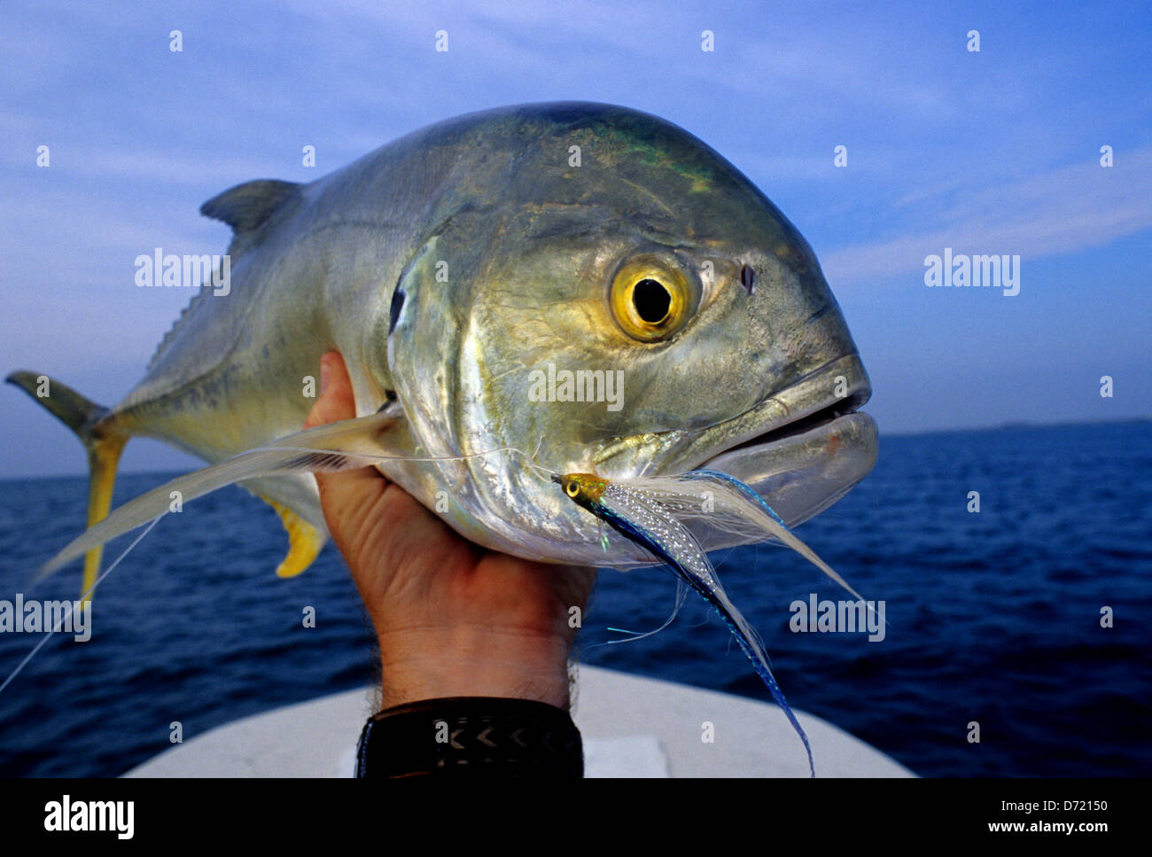 Un pescatore a mosca con un jack crevalle (caranx hippos) catturati nei pressi di Key West Florida Keys Foto Stock