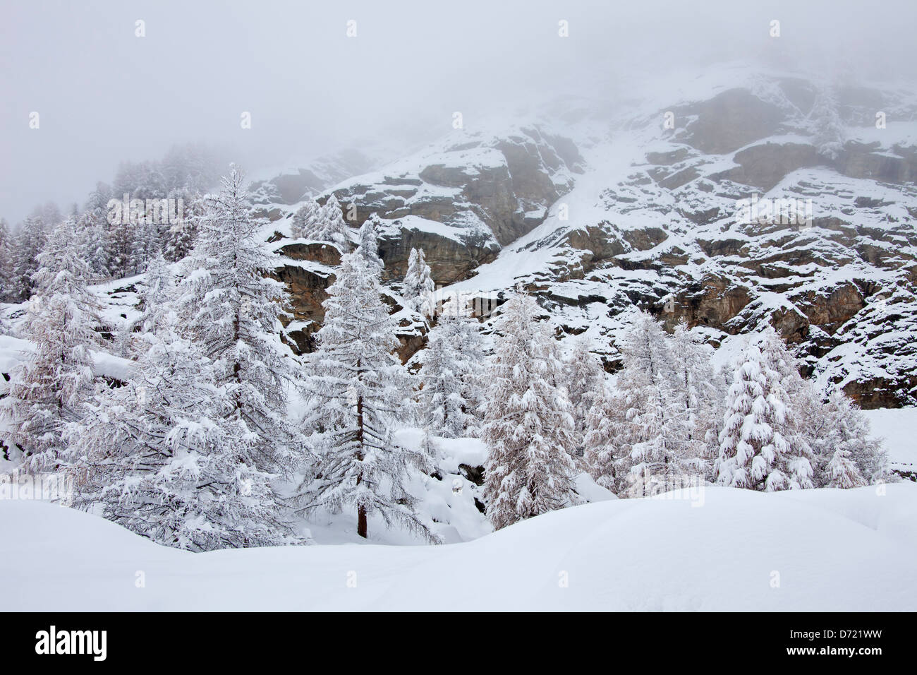 I larici della neve in inverno nella valle di montagna del Parco Nazionale del Gran Paradiso, Valle d'Aosta, Italia Foto Stock