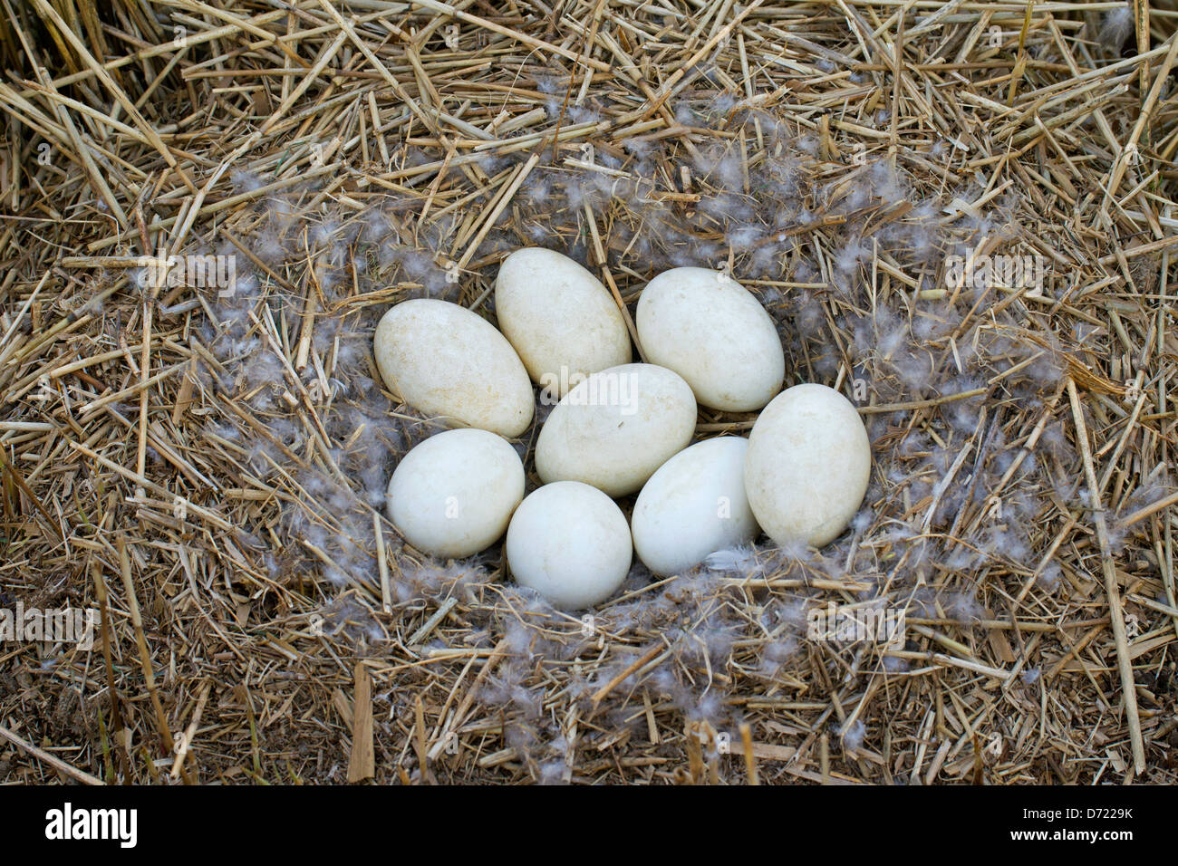 Oca Graylag / Graylag Goose (Anser anser) nido con frizione di uova nel letto di reed Foto Stock