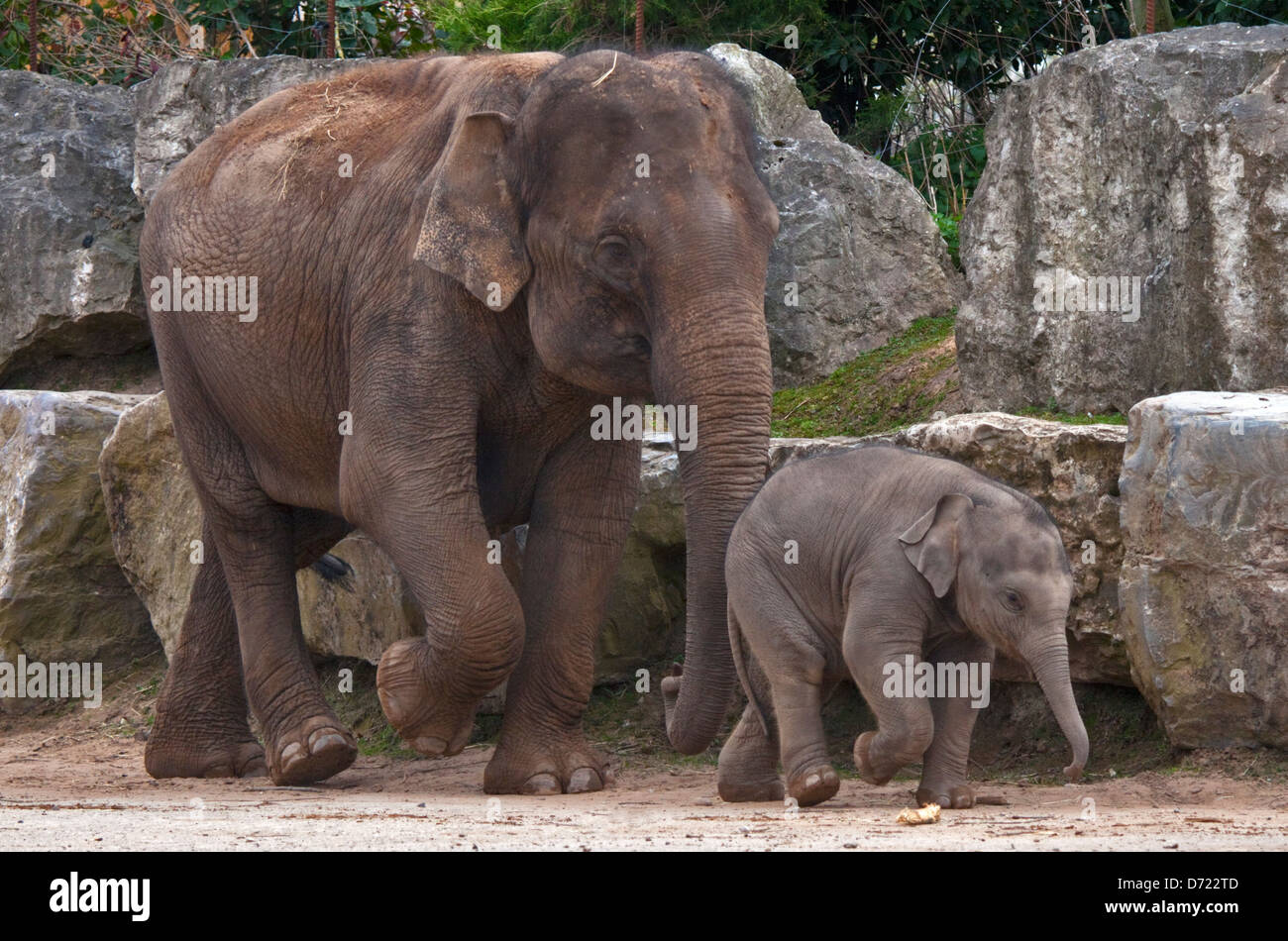 Elefante asiatico (Elephas maximus) madre e vitello Foto Stock