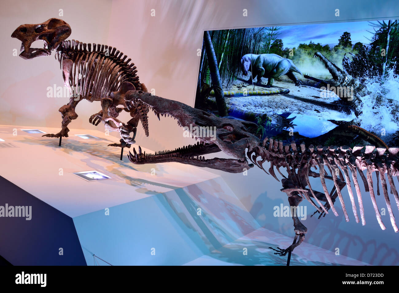 Montato lo scheletro fossile di un coccodrillo. Foto Stock