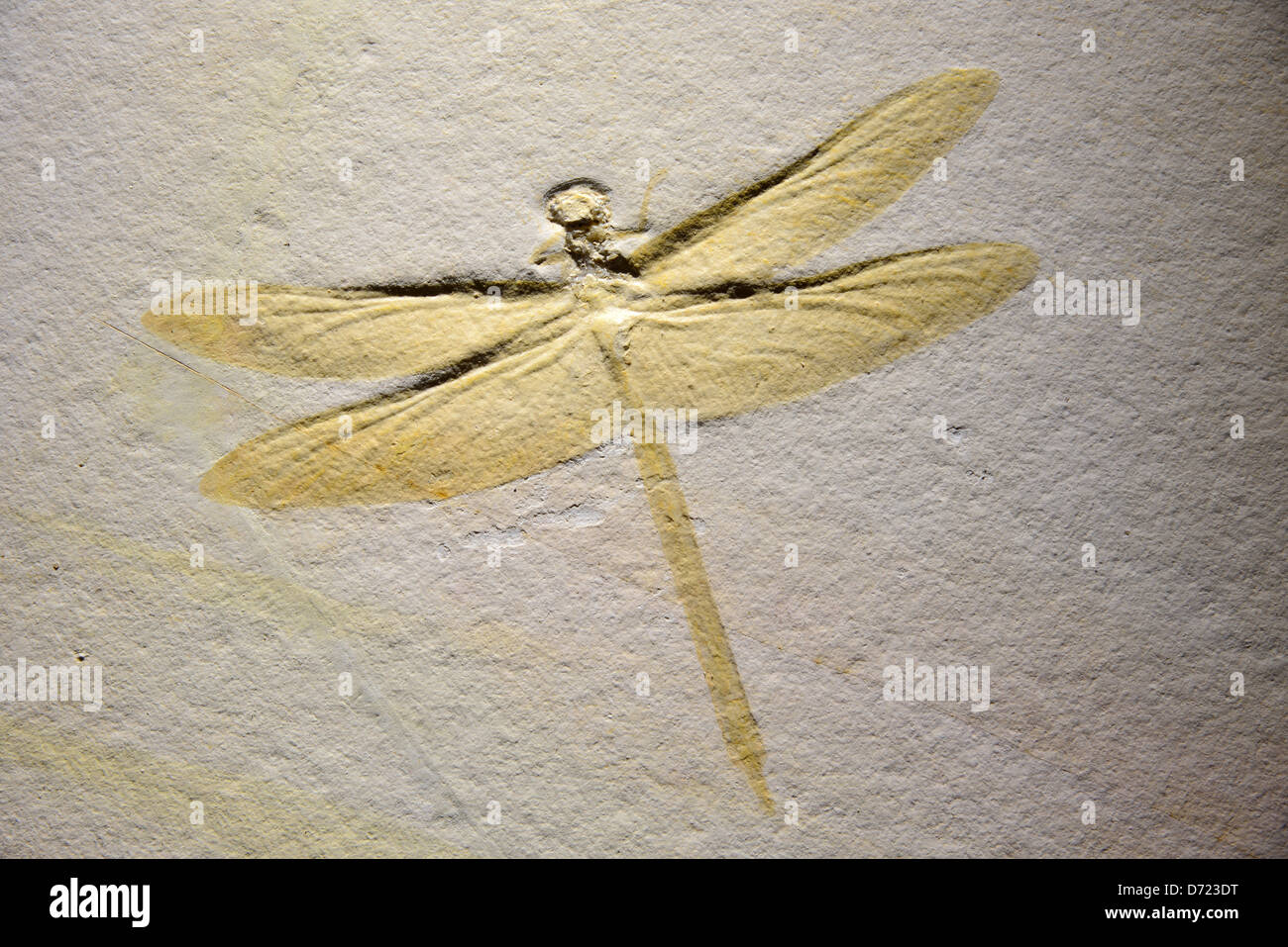 Libellula fossile. Foto Stock